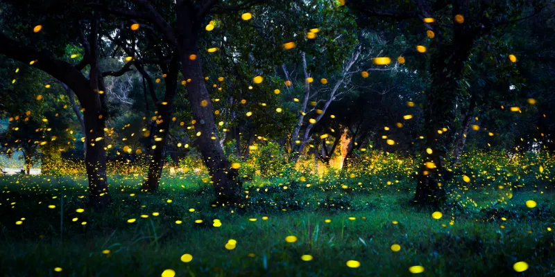 fireflies