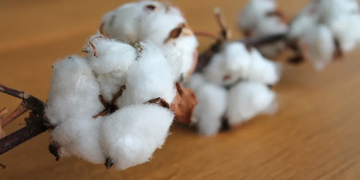 4 Reasons Why Cotton Export From India is Still Profitable in 2019 - Saya Exim India
