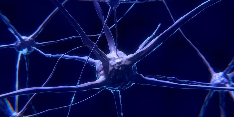 Nerve Cell