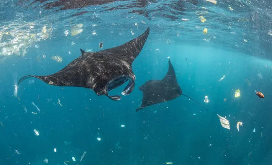 Manta rays in Bali, Indonesia navigate through plastic pollution., by UN World Oceans Day/Joerg Blessing