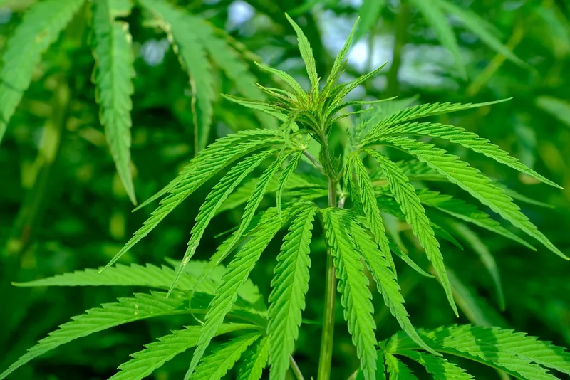 History Of Cannabis