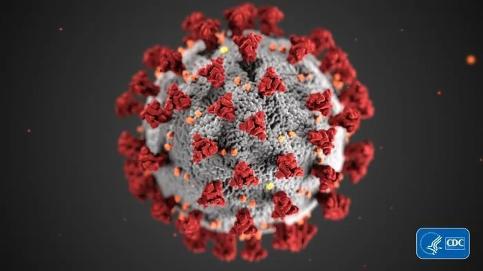Coronavirus Outbreak - Everyday Pet HealthCare Routine