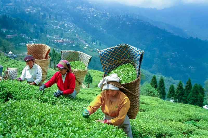 Darjeeling Tea Garden