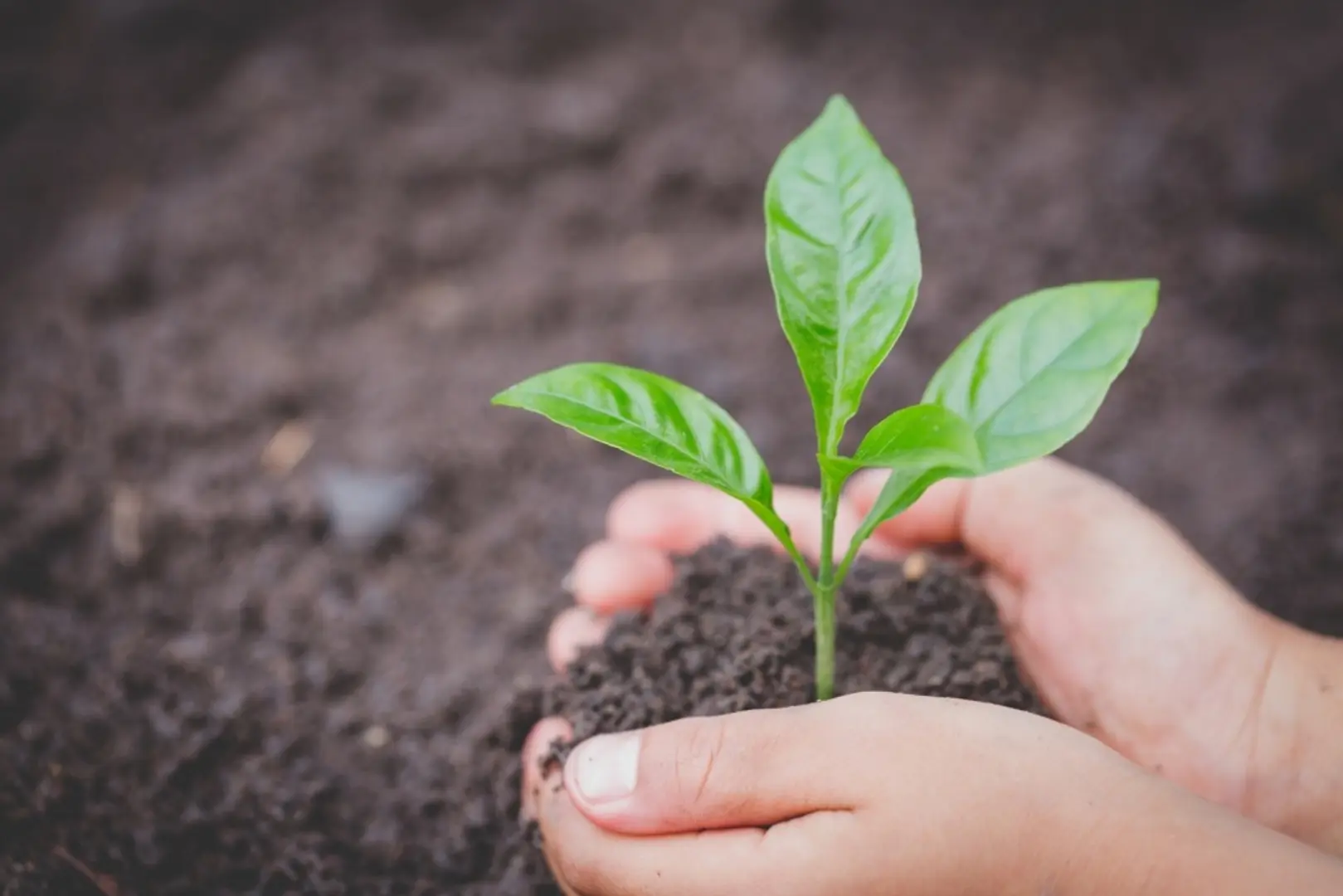 How these villagers from Ranchi are boosting forest cover and collecting rainwater