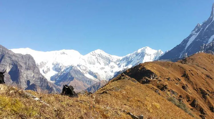 Mardi Himal Trek | Annapurna Region Trekking