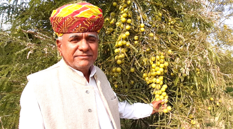 आंवले की खेती में राजस्थान के कैलाश चौधरी का सालाना डेढ़ करोड़ का टर्नओवर