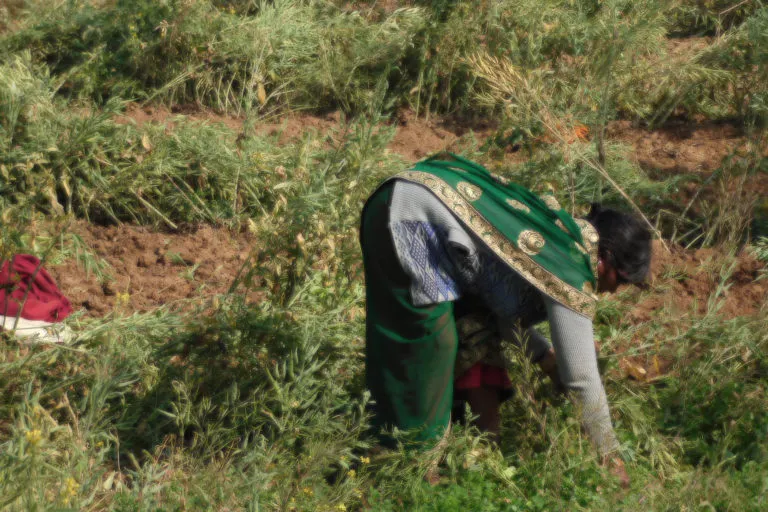 गोंदलपुरा में सब्जी के बगीचे में काम करती एक महिला। तस्वीर- सुष्मिता