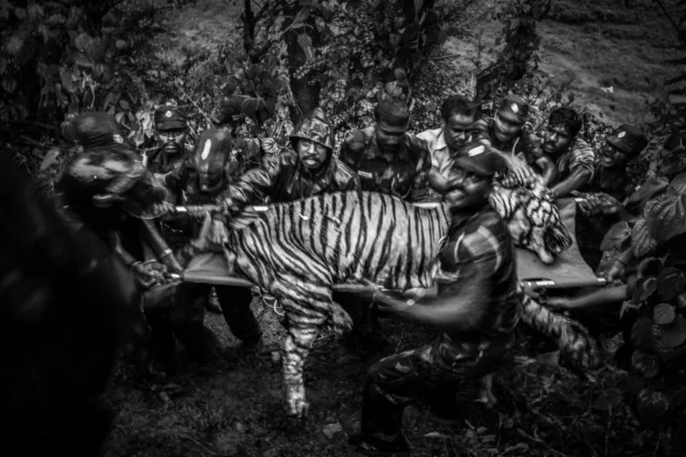 एक दस वर्षीय नर बाघ को पिंजरे में स्थानांतरित किया जा रहा है। अन्नामलाई टाइगर रिजर्व के पास वालपराई शहर के पास इस बाघ ने कई मवेशियों को मार डाला था। तस्वीर- सेंथिल कुमारन।
