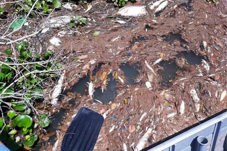 ब्राजील के अमेज़ॅन में 2019 के दौरान सिनोप बांधपर छोटी नाव से देखी गई मृत मछलियां। मीठे पानी के उभयचर, सरीसृप और मछली पूरी पृथ्वी पर तेजी से घट रही हैं। इसमें बांधों की प्रमुख भूमिका है। तस्वीर- माटो ग्रोसो राज्य के सार्वजनिक मंत्रालय के सौजन्य से।