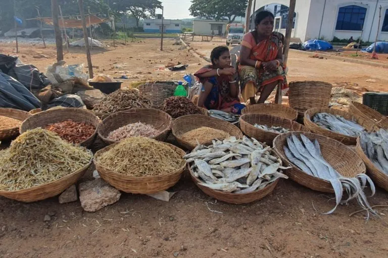 मछुआरा समुदाय की महिलाएं मछली को नमक से धो कर धूप में सुखाती हैं। फिर इसे सुखुआ या सूखी मछली के रूप में बेचा जाता है। तस्वीर- ऐश्वर्या मोहंती/मोंगाबे।