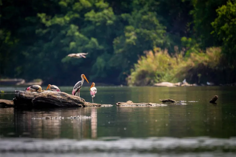 कर्नाटक के एक नदी में सारस। मुक्त बहने वाली नदियां असाधारण जलीय और स्थलीय जैव विविधता में सहायक होती हैं। तस्वीर– सुभर्णब मजूमदार/ फ़्लिकर।