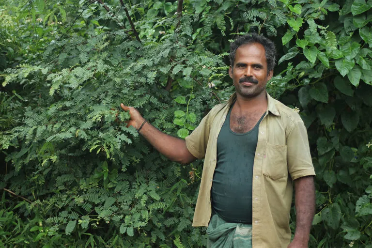 किसान रमेश कुमार पंचनथंगी गांव में मौजूद अपने पैतृक खेतों में काम करते हैं। तस्वीर- बालासुब्रमण्यम एन।