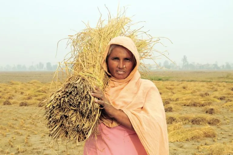 पंजाब में फसल के अवशेष के साथ एक महिला। पंजाब और हरियाणा में कुल पराली का उत्पादन क्रमश: 18.5 और 70 लाख टन है। तस्वीर– 2011CIAT / नील पामर / फ़्लिकर