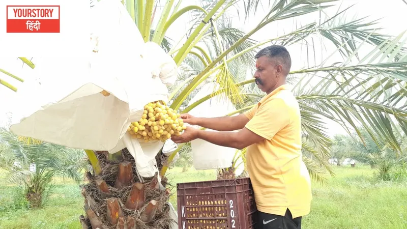 खजूर के पके हुए फलों को तोड़ते हुए विनोद बागड़ा
