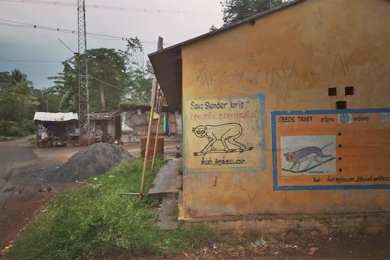 पंचनथंगी में और उसके आसपास के इलाकों में स्लेंडर लोरिस के महत्व को लेकर जागरूकता तेजी से बढ़ रही है।तस्वीर- बालासुब्रमण्यम एन। 