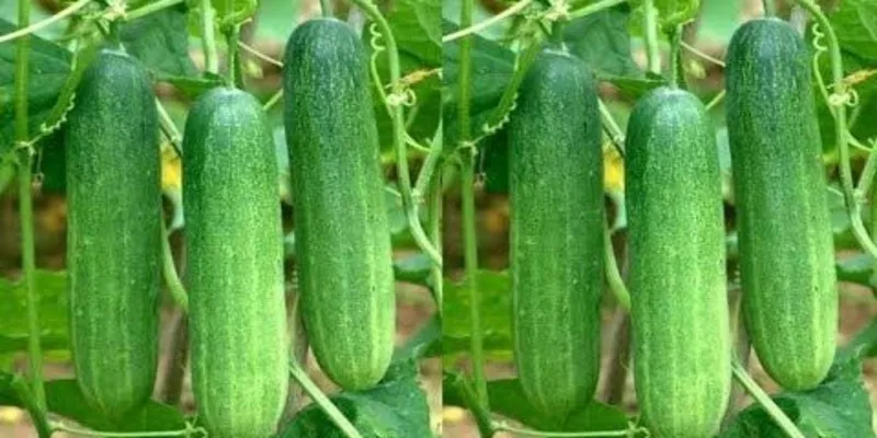 cucumber and gherkins