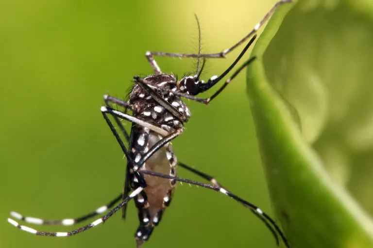 तंजानिया के दार-ए-सलाम में एडीज इजिप्टी मच्छर. तस्वीर – मुहम्मद महदी करीम / विकिमीडिया कॉमन्स