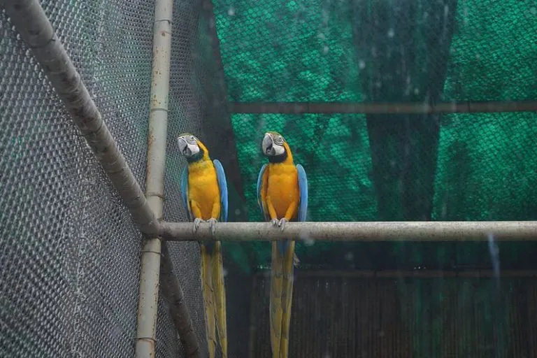 नीले और पीले मैकॉ (हिरामन तोता)। भारत में वन्यजीवों की तस्करी के लिए एक प्रमुख कारण मैकॉ जैसे विदेशी पालतू जानवरों की बढ़ती मांग है। तस्वीर– स्वप्निल श्रीवास्तव/विकिमीडिया कॉमन्स।