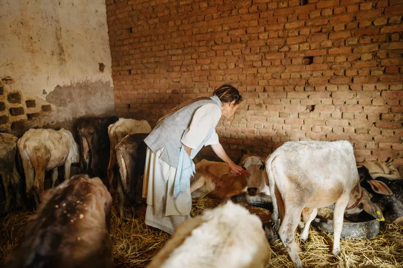 सुदेवी माताजी ने 20,000 से अधिक गायों को बचाया है और लगभग 2500 आश्रय दिया है
