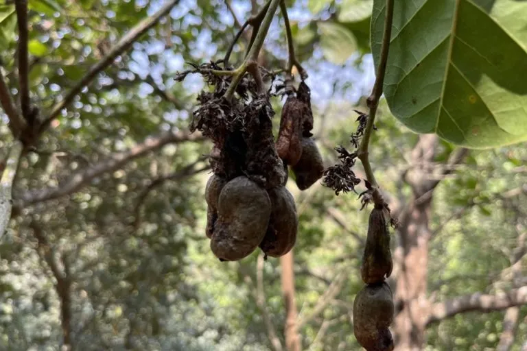 रत्नागिरी के एक बाग में सूखे काजू के फल। काजू को न्यूनतम तापमान 16-18 डिग्री सेल्सियस और अधिकतम तापमान 26-28 डिग्री सेल्सियस की आवश्यकता होती है। हालांकि, न्यूनतम और अधिकतम तापमान के बीच एक बड़ा अंतर काजू को झुलसा देता है। तस्वीर- अरविंद शुक्ला