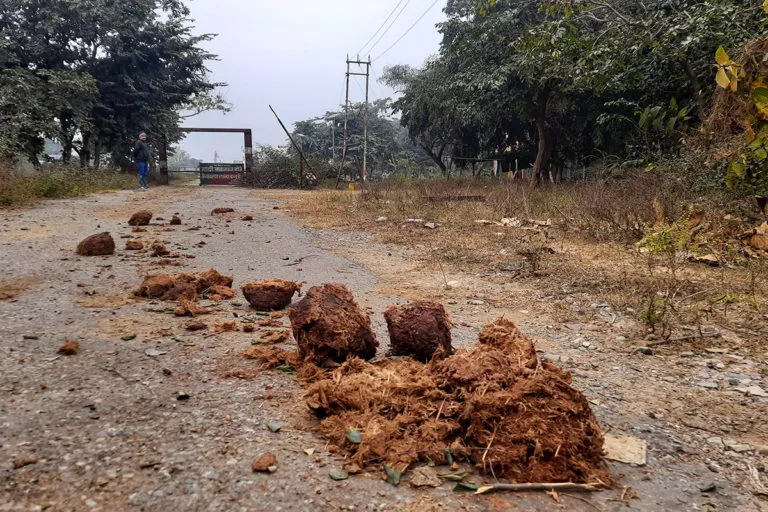 सड़क पर हाथी की लीद। वन विभाग द्वारा लगाई फेंसिंग तोड़कर हाथी इंसानी आबादी के बीच आ जाते हैं। तस्वीर- वर्षा सिंह