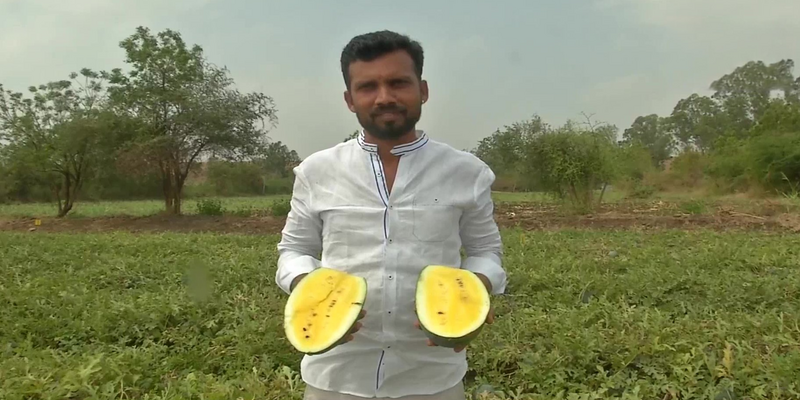 2 लाख के निवेश से 3 लाख का मुनाफा! कर्नाटक के इस शख्स को पीले तरबूज की खेती से हुआ फायदा