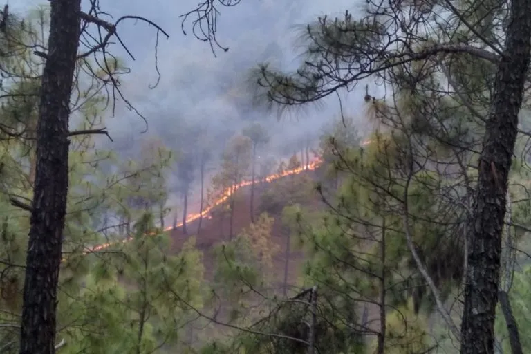 अल्मोड़ा के जंगल में 2016 के दौरान लगी आग. तस्वीर - रामविक/विकिमीडिया कॉमन्स