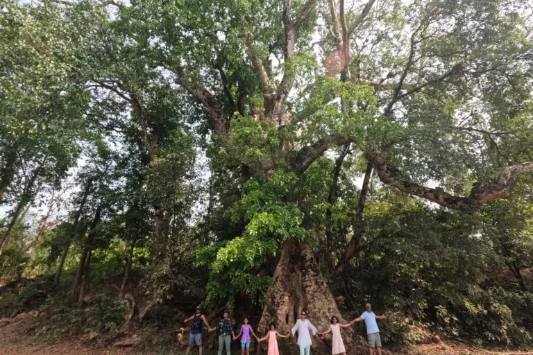 डोडामार्ग जिले के कुदसे गांव में एक पवित्र वृक्ष। तस्वीर- कोंकणी रान माणूस