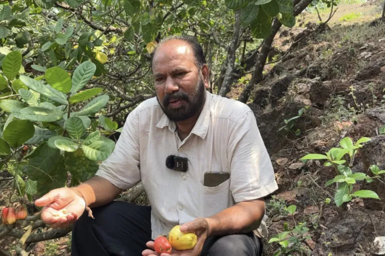 रत्नागिरी के काजू किसान हरिश्चंद्र देसाई। महाराष्ट्र और विशेष रूप से कोंकण क्षेत्र काजू उत्पादन के लिए विख्यात है। तस्वीर- अरविंद शुक्ला