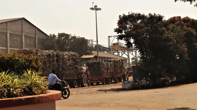 महाराष्ट्र के बारामती में चीनी मिल में प्रवेश करते गन्ने से लदे ट्रक। तस्वीर: मनीष कुमार/मोंगाबे।