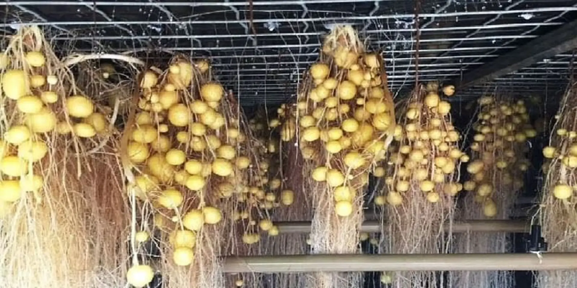बिना मिट्टी, बिना खेत… अब हवा में उगेंगे आलू! जानिए नई खेती का चमत्कार