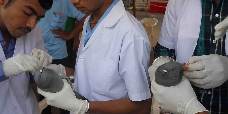 मितल की पशु चिकित्सकों की टीम मकर संक्रांति के बाद कबूतरों का इलाज करते हुए