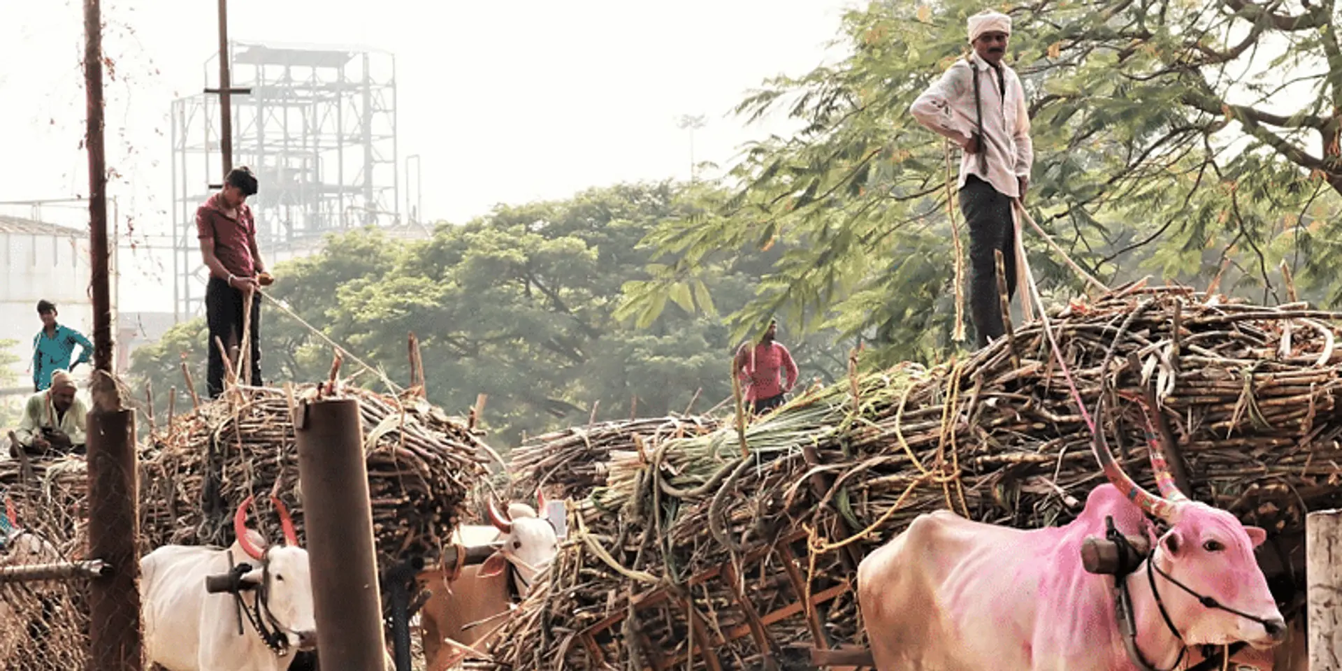गन्ने के कचरे से बायो-सीएनजी: स्वच्छ ईंधन में चीनी मिलों की बढ़ती भूमिका