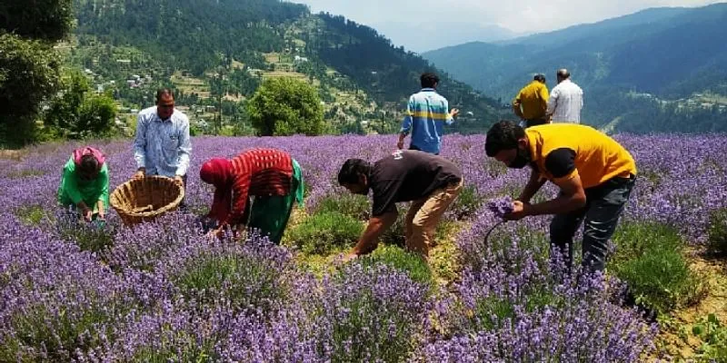 Aroma/lavender cultivation