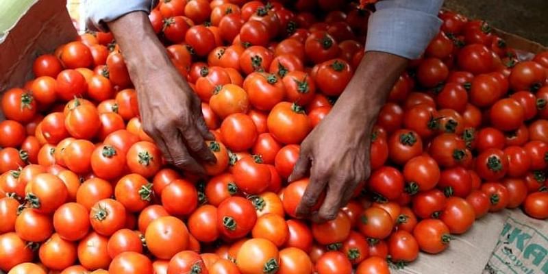 पुणे का किसान टमाटर बेचकर बना करोड़पति! कमाए 2.8 करोड़ रुपये
