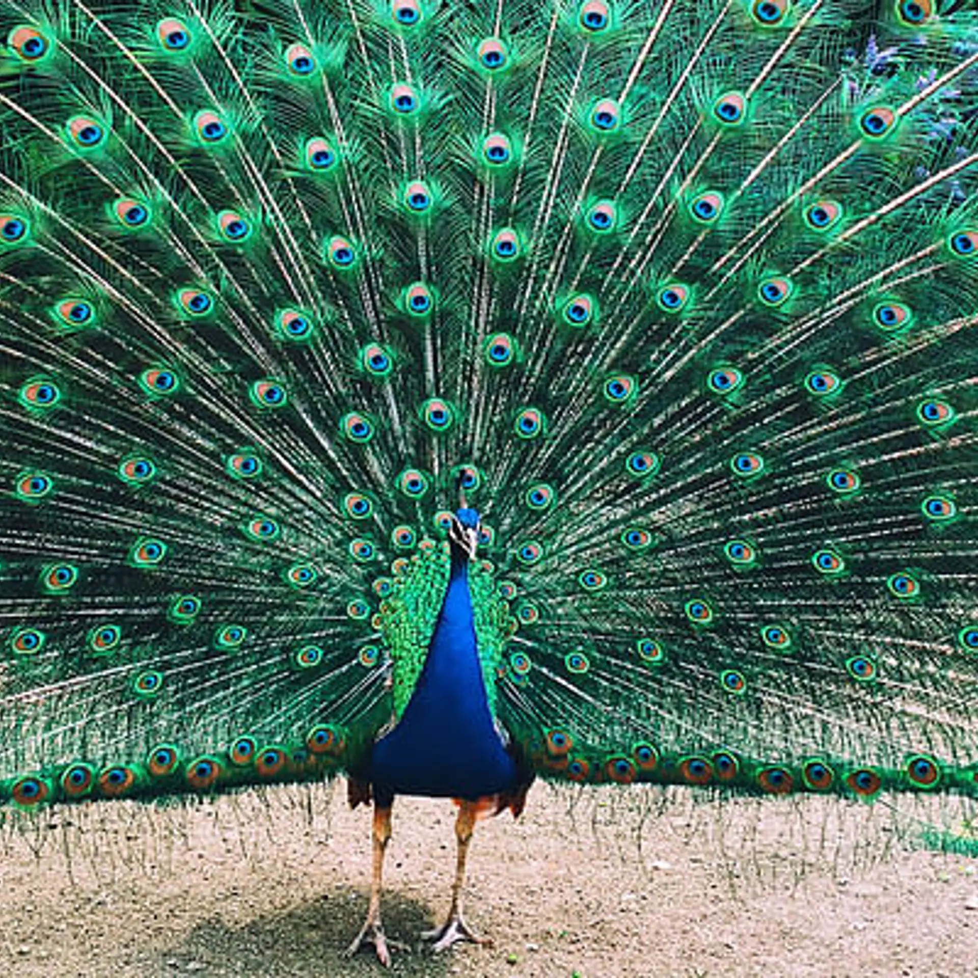 मोर के पंखों के रहस्य को सुलझाने की कोशिश: IISER-भोपाल के शोधकर्ताओं ने भारतीय राष्ट्रीय पक्षी के आनुवांशिक रहस्यों को किया उजागर