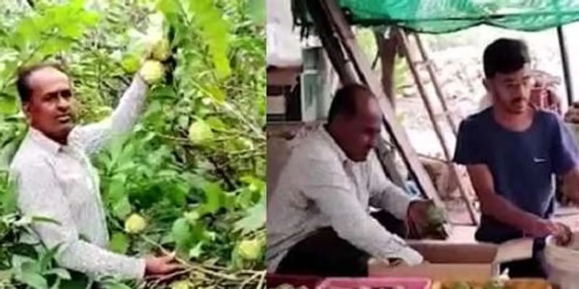 इस किसान ने की थी महज 10 हजार रुपए से शरीफा की खेती शुरु, आज साल का कमाते हैं दस लाख