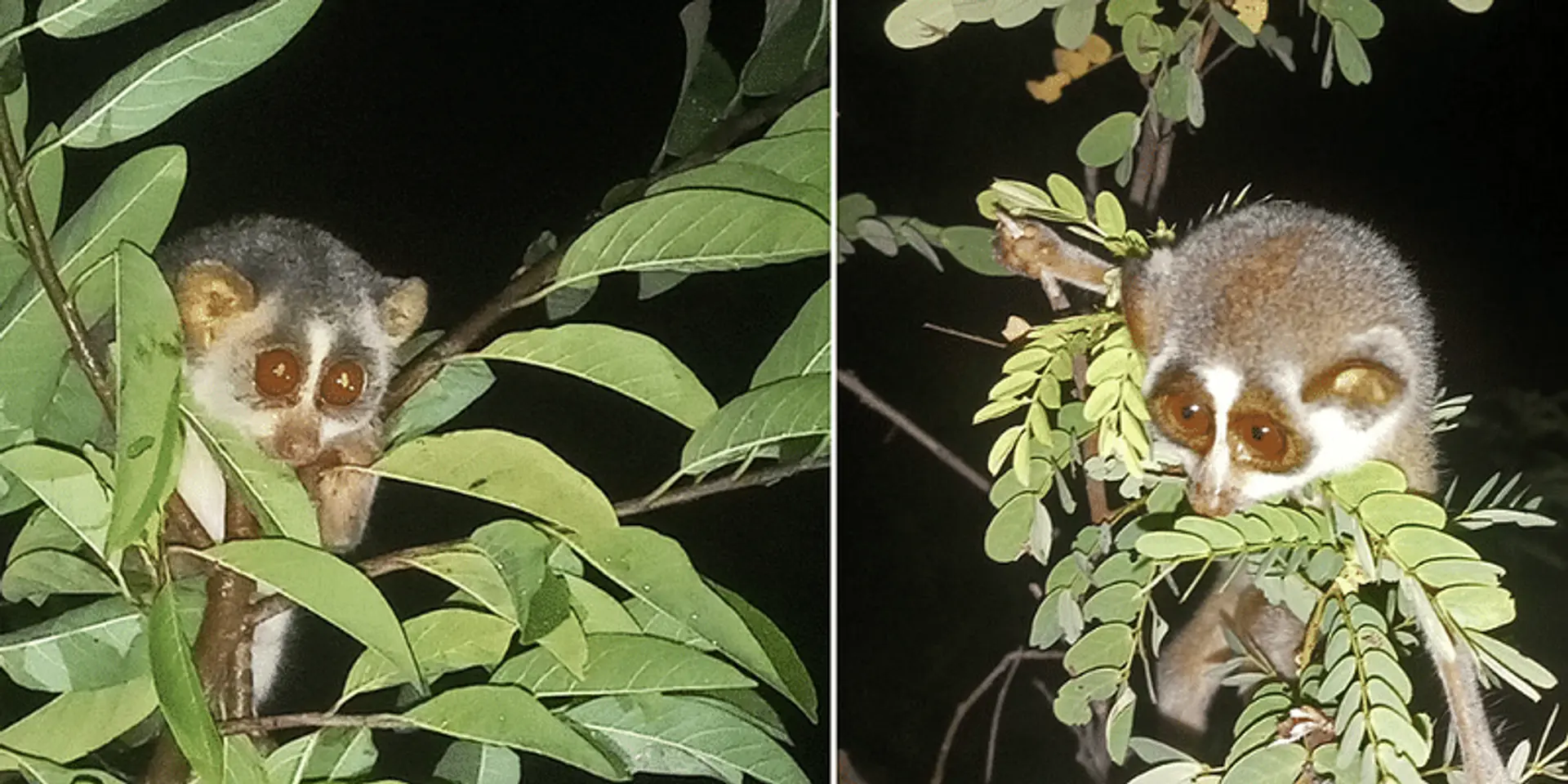 वन समुदाय के अधिकार और तमिलनाडु में स्लेंडर लोरिस का संरक्षण, समझिए क्या है समस्या