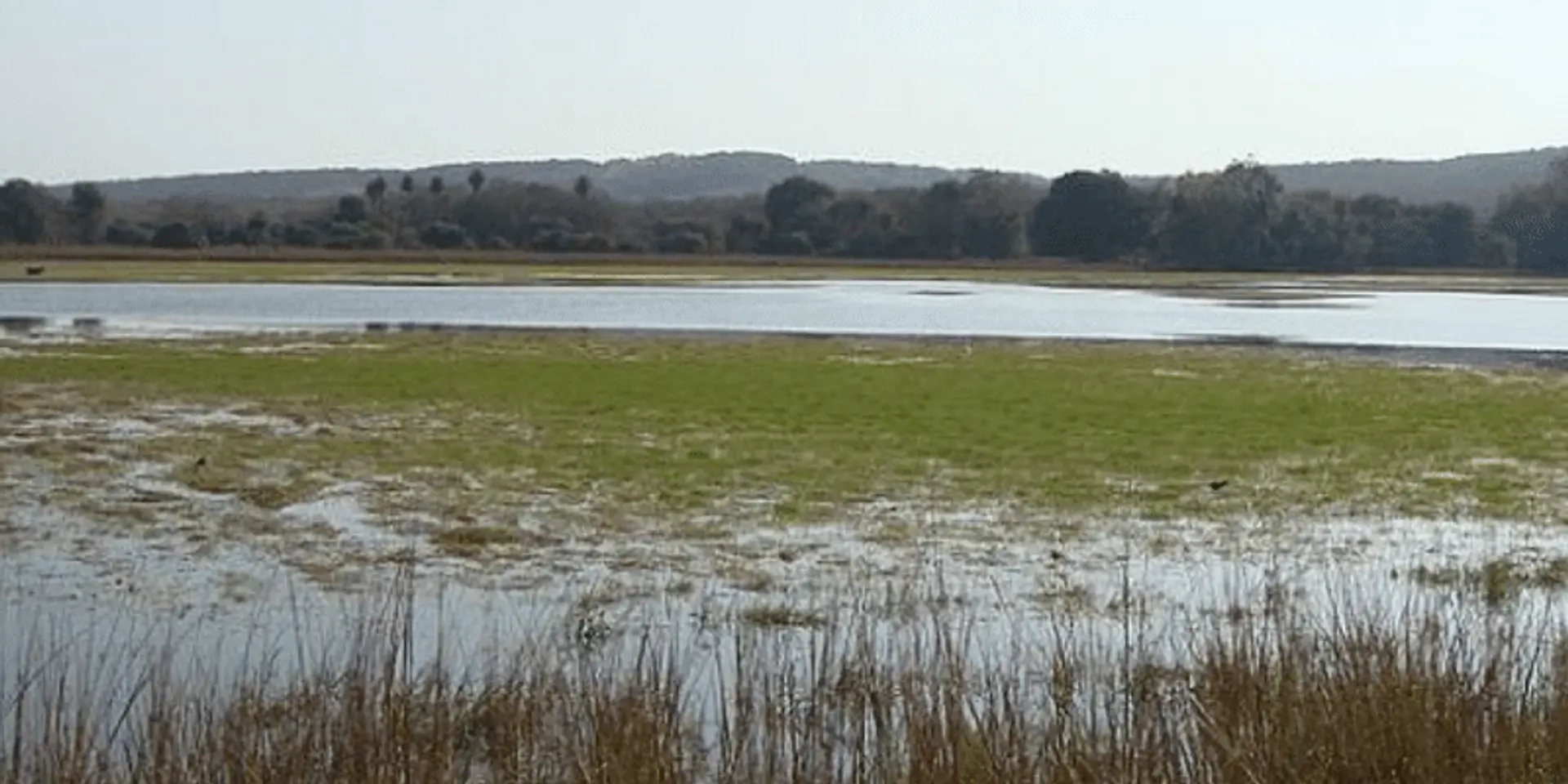 कार्बन सिंक क्या है, महासागर कार्बन सिंक के रूप में कैसे काम करते हैं?