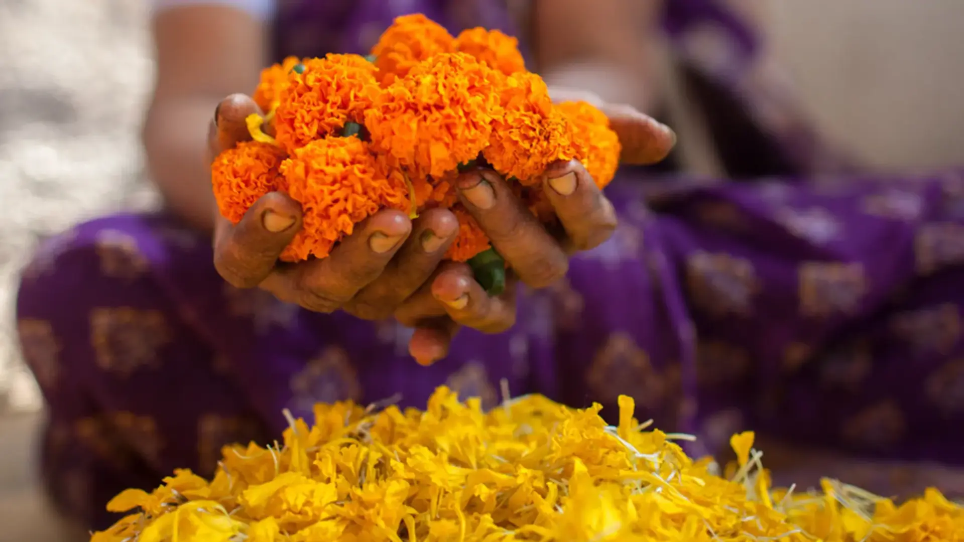 फूलों का अपशिष्ट सर्कुलर इकोनॉमी को दे रहा है बढ़ावा, जानिए कैसे?