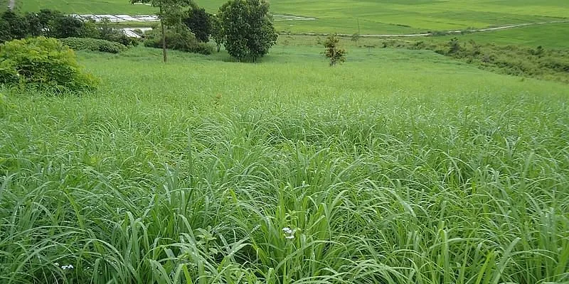 CC Tea के खेत में लेमनग्रास के पौधे