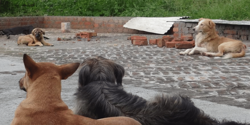हरियाणा में आवारा कुत्तों के हमले से काले हिरण को खतरा