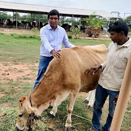 डेयरी फार्म में किशोर
