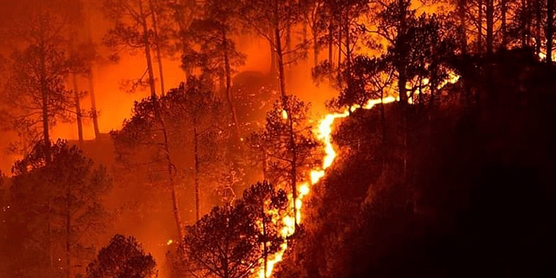 जंगल में लगने वाली आग के नुकसान और फायदे