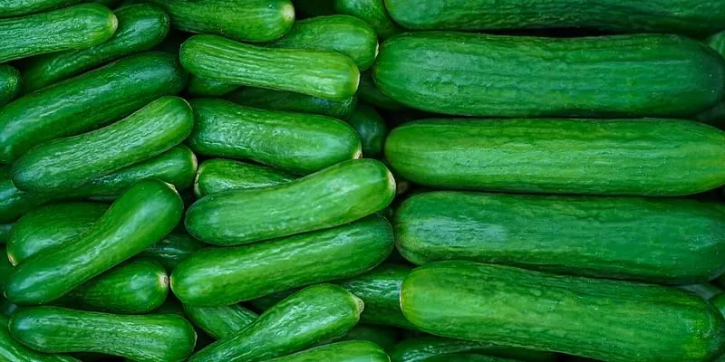 cucumber and gherkins