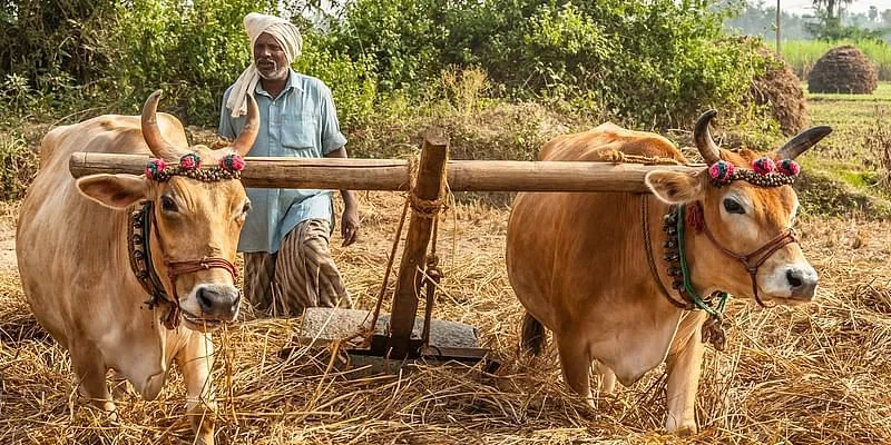 24 Mantra Organic के लिए काम कर रहे किसान 