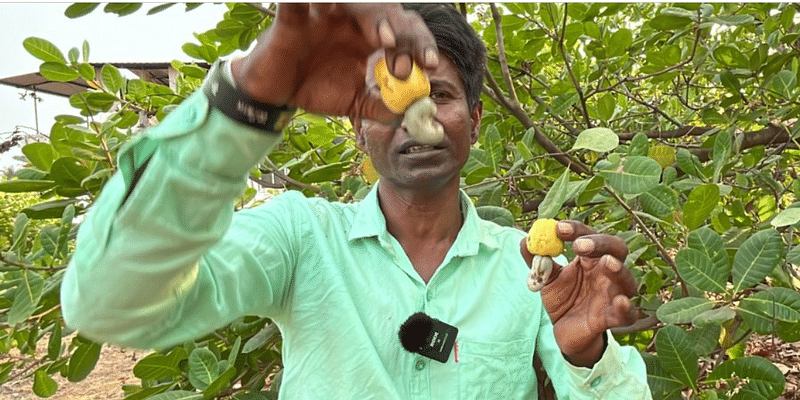 बेमौसम बारिश, गर्मी और कीटों से महाराष्ट्र के काजू किसान हलकान, खराब हुई फसल