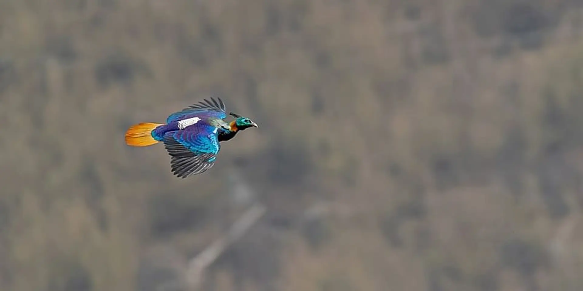 कैसे हिमालय में हो रही अवैध वन्यजीव तस्करी का पता लगाने में मदद कर रही है सिटीजन साइंस
