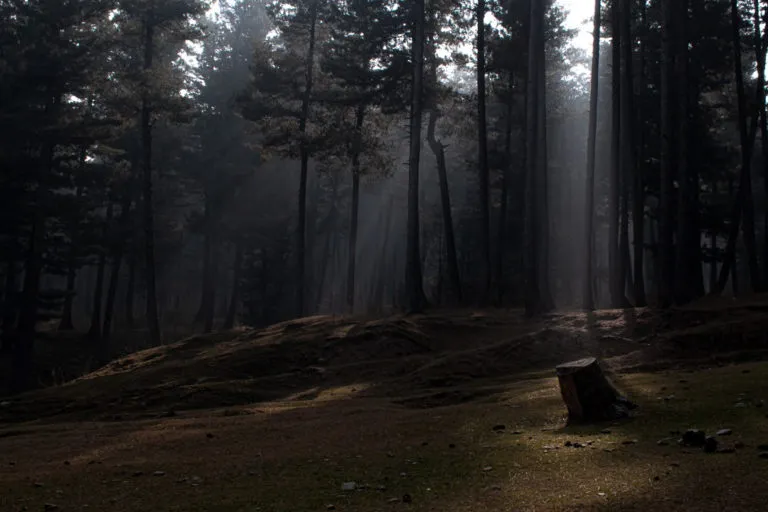 एक गैर बहाल वन के हिस्सा का सुबह का दृश्य। तस्वीर- आमिर बिन रफी/मोंगाबे