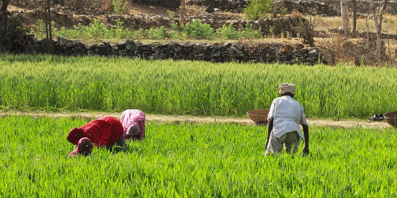 लक्ष्मीबेन दाभी उन किसानों में से एक हैं जो बड़ी फसल पैदा करने के लिए नई कृषि तकनीकों का इस्तेमाल कर रहे हैं।